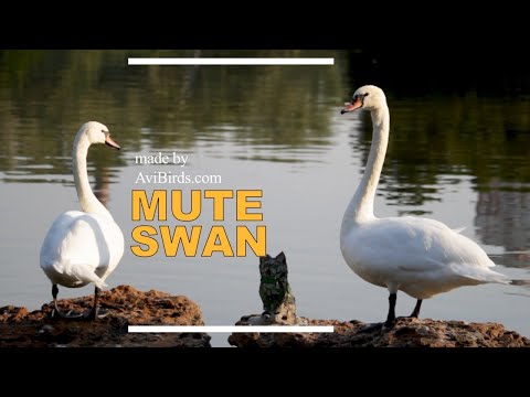Labuť veľká (Cygnus olor) — Mute Swan — pozorovanie a charakteristika druhu