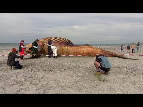 Video Thumbnail: Dänemark untersucht Tod von Buckelwal, der Deutschland begeisterte