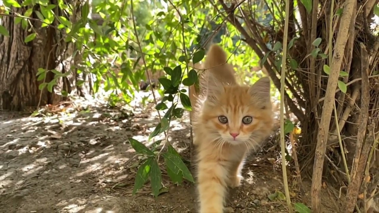 YouTube Channel thumbnail