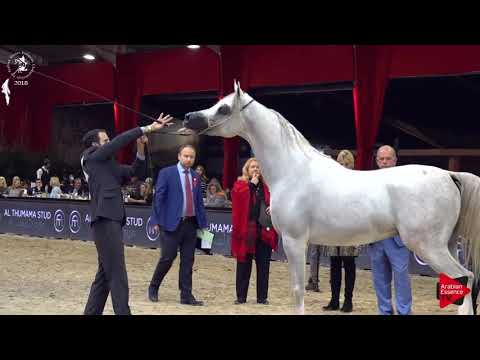 N.95 STYX KALLISTE - Lier 2018 - 3 Years Old Colts (Class 6)