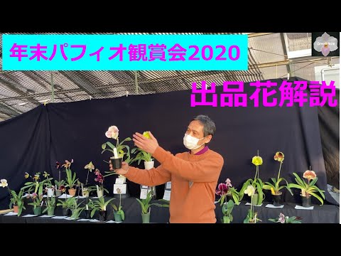 パフィオペディルムについて詳しく解説