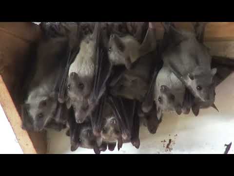 Ludzkim głosem o zwierzętach - Nietoperze i szynszyle