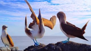 Galapagos 3D: Nature's Wonderland - Official | TV Spot (Long Version)