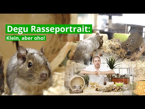 Degu Rasseportrait: Klein, aber oho!