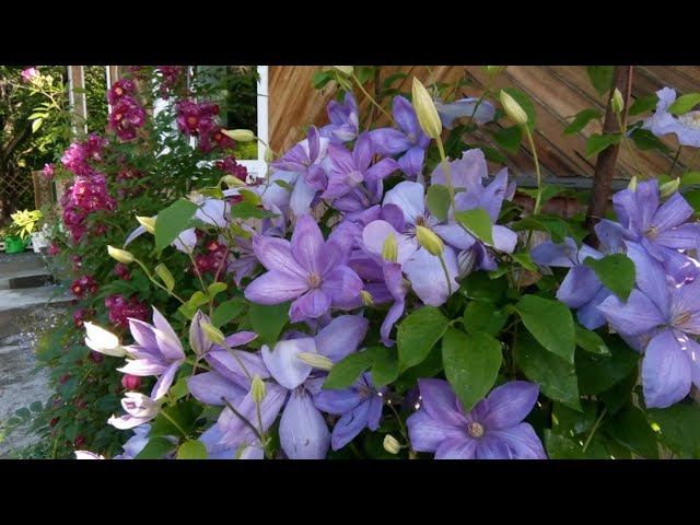 Клематис Миссис Чолмондели .Mrs. Cholmondeley
