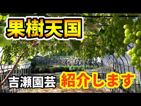 ギンバイカ、<i>Myrtus Comunis</i>