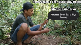 Download lagu KETEMU LOKASI NYA MURAI BATU HUTAN || DAPAT YANG ISTIMEWA mp3 Download lagu KETEMU LOKASI NYA MURAI BATU HUTAN || DAPAT YANG ISTIMEWA mp3