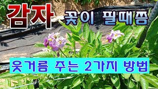 [텃밭농부. 1,026]  감자 꽃이 필때 쯤  웃거름 주는 2가지 방법.
