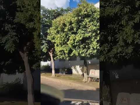 São Francisco do Glória -MG #automobile #bruto