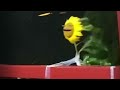 Sunflower Singing One Last Breath