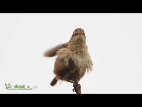 Wren, Troglodytes troglodytes