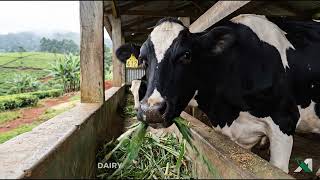 Large Animal Feeding