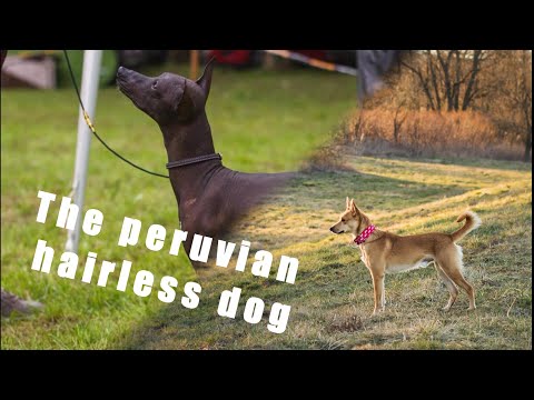 Kalandagarak - The (coated) peruvian hairless dog :O