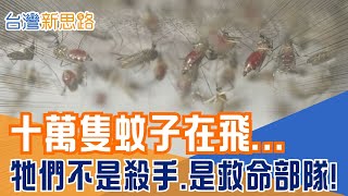台灣竟把全球最討厭的生物，訓練成對抗登革熱的祕密武器？直擊國家級神祕基地：沃爾巴克氏菌如何讓「帶毒蚊」變「斷毒蚊」?│主播 苑曉琬│【台灣新思路】20251211│三立iNEWS