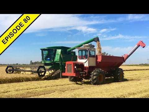 Rice Harvest 2018 in California Begins with a Sprint!