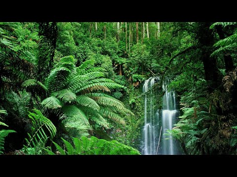 Rain Sounds and Rainforest Animals Sound-Relaxing Sleep
