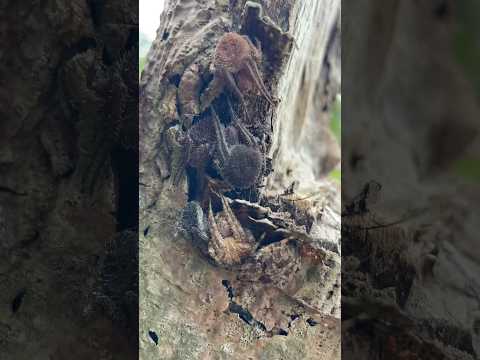 DAMING GAGAMBA😱#shorts  #spider  #gagamba #short