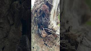 Download lagu DAMING GAGAMBA😱#shorts  #spider  #gagamba #short mp3
