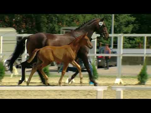 Hf v For Romance I x Royal Blend x Darling 2017