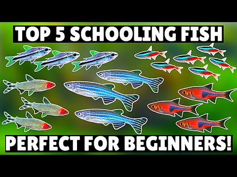Top 5 BEST Schooling Aquarium Fish for Beginners!