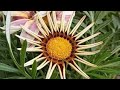 Beautiful Gazania Flower Blooming After Rain Stunning Garden Flower Close Up
