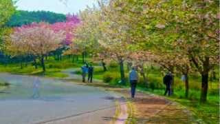 preview picture of video '青葉の森公園 5/6  (Aoba-no-mori Koen, Chiba City) HD'