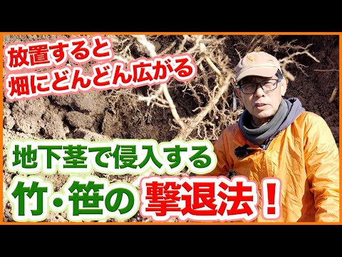 丈夫で腐りにくい侵入植物である竹の根を取り除く方法