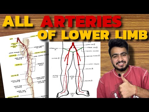 ALL ARTERIES OF LOWER LIMB | Femoral Artery | Popliteal Artery | Dorsalis Pedis Artery