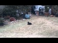 Tuxie Enjoys His Spring Garden Romping In The Thatch