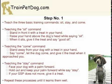 German Shorthaired Pointer Training: Stopping It From Chasing Your Cat