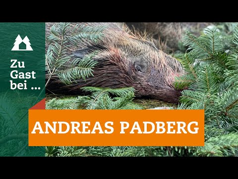 Drückjagd in Sachsen | Sauen | Zu Gast bei … Andreas Padberg | Schwarzwild-Jagd 2022 | Driven Hunt |