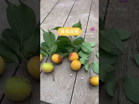 果樹に最適なマルチは何ですか?土壌に栄養を与え、豊かな収穫をもたらすための6つの最良のオプションは次のとおりです  庭園