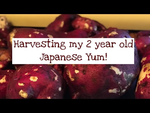Japanese Yam Harvest