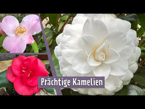 The history of camellia breeding in Saxony | MDR Garden