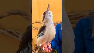 Download lagu Australian Kookaburra singing πͺΆ πͺΆ π
Ύπ π
±π
Έππ
³π mp3 Download lagu Australian Kookaburra singing πͺΆ πͺΆ π
Ύπ π
±π
Έππ
³π mp3