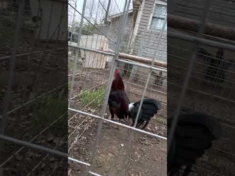 Petualang cari ayam leiper hatch di USA