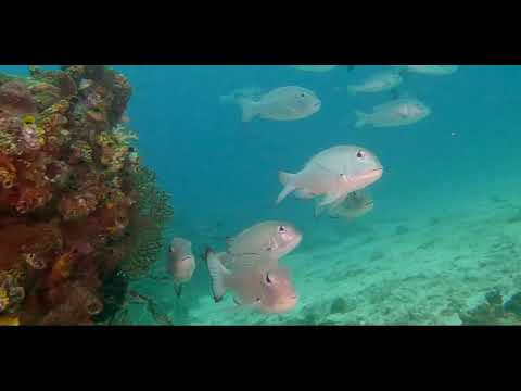 4 Bream + Grunt + Emperor - scuba diving video