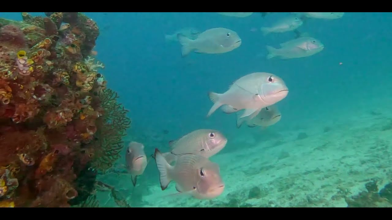 4 Bream + Grunt + Emperor