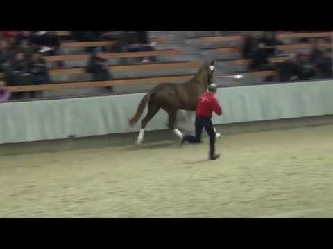 DOMINY (Diamond Hit x Pour Plaisir - Piaster)