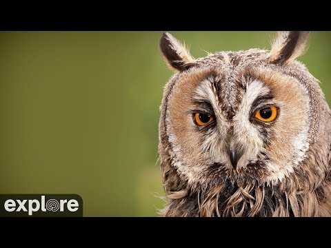 Live webcam view of Long-Eared Owl Roost Cam