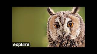 Montana · Long · Eared Owl Nest live stream