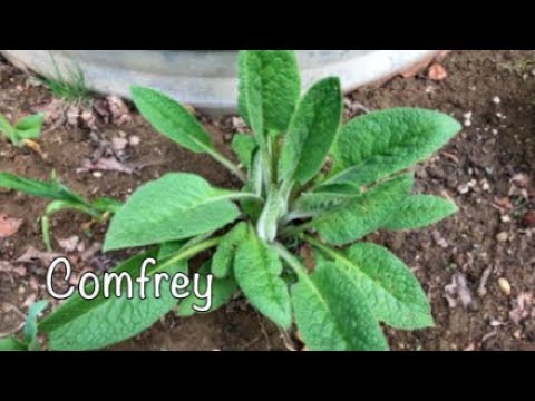 Medicinal Comfrey