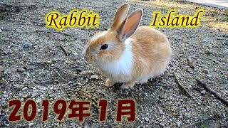 大久野島 冬のウサギさん達 برنامج تنزيل Mp3 الأكثر شعبية على الإنترنت