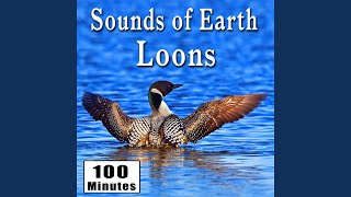 Haunting Loon Calls in Their Natural Habitat (Nature Ambience Sound Effects)