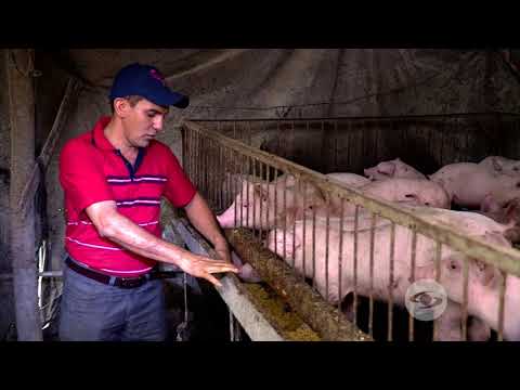 , title : 'Alimentación de cerdos en etapa posdestete | La Finca de Hoy'