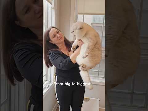 Big British shorthair cats! 🙀Elvis and his daddy Apollo 😻 #britishshorthair #cat #kitten