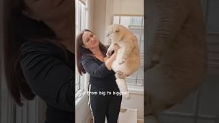 Download lagu Big British shorthair cats! 🙀Elvis and his daddy Apollo 😻 #britishshorthair #cat #kitten mp3