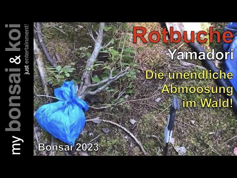 Bonsai 2023-57 - Rotbuche - Fagus sylvatica - die fast unendliche Abmoosung im Wald