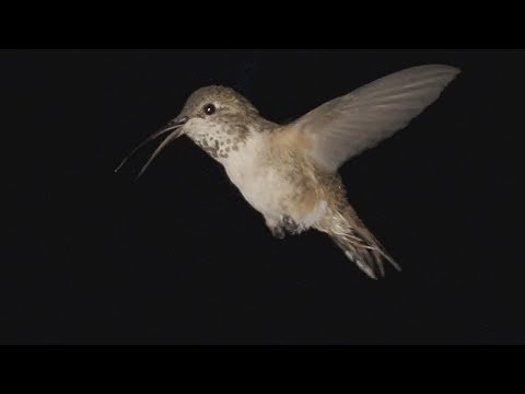 Injured Hummingbird with Broken Beak Visits Feeder V23977