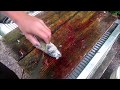 How to Butterfly filet a perch